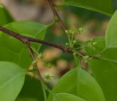 Image result for Margaritaria