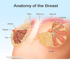 Types of hairstyles in english. Breast Anatomy Development Structure Pregnancy
