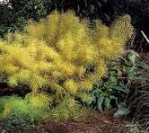 Plant Focus: Amsonia (blue star) - Michigan Gardener