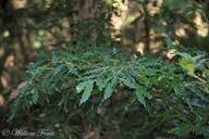 Image result for Ochna arborea