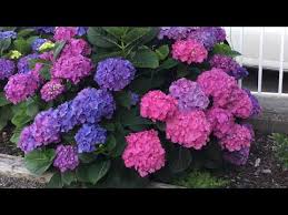 Tim wood grand haven, mi, usa. Hydrangea Macrophylla Let S Dance Blue Jangles In Blooms July 17 Youtube