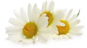 In 100 de grame de ceai de musetel se gaseste 1 kcal. 6 Lucruri Pe Care Poate Nu Le Stiai Despre Ceaiul De Musetel Viataverdeviu Ro