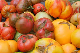 Catfacing results in fruit with deep indentations in the blossom end or fruit with significant distortions. Tomato Plant Diseases And How To Avoid Them Gardensall