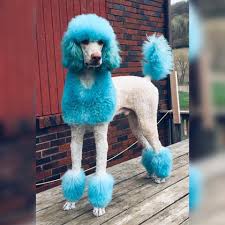 Dyed Altered Continental In 2020 Dog Grooming Animals Dogs