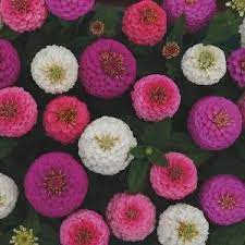 Pin Pa Plants For Garden