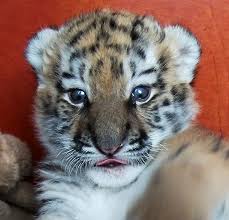 Save the baby tiger from her nightmares! Www Zoo Wuppertal Net Sibirisches Tigerbaby Tschuna