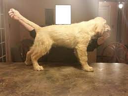 First registered by the akc: Akc Champion Ofa 14 Week Old Golden Retriever Puppies For Sale In Butler Alabama Classified Americanlisted Com