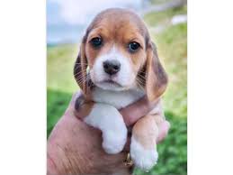 Beagle puppies for adoption in pa. 88 13 Inch Beagle Puppies For Sale In Ohio L2sanpiero
