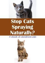 16 Fascinating Cat Spray Remover Products Male Cat Spraying Cat Spray Cats