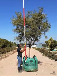 Image result for Searsia lancea