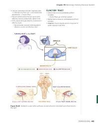 Image result for Oculovestibular Testing