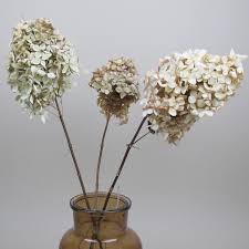 Enjoy free shipping on most stuff, even big stuff. Dried Hydrangeas For Sale Uk Delivery