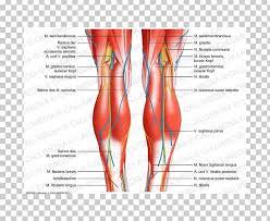 Because ligaments and tendons are both connective tissue made from collagen fiber bundles, they are usually grouped together and thought of as closer ligaments are composed mainly of bundles of white fibrous tissue closely interlaced with one another, and present a white, shining, silvery aspect. Knee Tendon Human Body Anatomy Ligament Png Clipart Abdomen Anatomi Anatomy Blood Vessel Bone Free Png