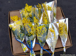 March 8 International Women S Day International Womens Day Day Mimosa