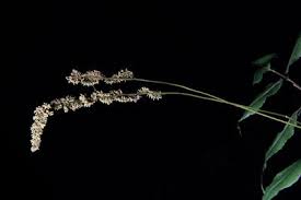 Image result for Anemiaceae