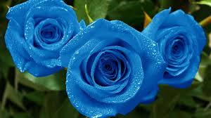 Blue rose wallpapers for your pc, android device, iphone or tablet pc. Blue Rose Wallpapers Images Photos Pictures Backgrounds