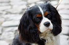 We did not find results for: Cavalier King Charles Spaniel Wikipedia