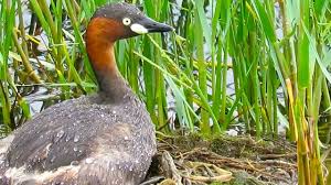 Maybe you would like to learn more about one of these? Animals In Wetlands Youtube