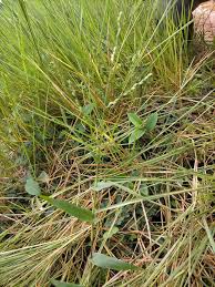 Image result for Acroceras zizanioides