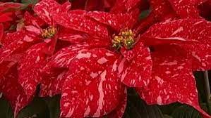 Spotted Poinsettia Poinsettia Plant Planting Flowers Plants