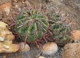 12 post hedgehog cactus is a scenic viewpoint in san diego county. Plantfiles Pictures Ferocactus Species Coast Barrel Cactus San Diego Barrel Cactus Ferocactus Viridescens By Kell