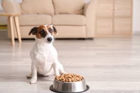Savoir si on a des vers. Comment Savoir Si Son Chien A Des Vers