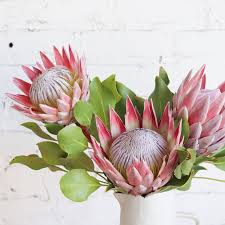 Image result for Protea argyrea