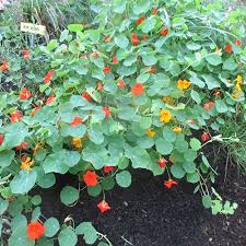 Image result for Nasturtium
