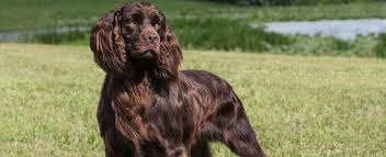 All puppies come with bss and akc registration papers. Boykin Spaniel Dog Breed Profile Petfinder