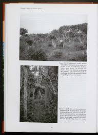 Image result for Dialium holtzii