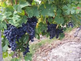 Que de prestigieux vignobles à découvrir dans le Médoc !