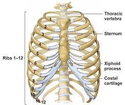 One facet articulates with the numerically corresponding vertebrae and the other articulates with the vertebrae above. How Many Ribs Are There In The Body Quora