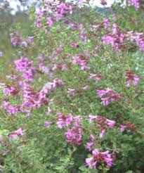 Image result for Syncolostemon