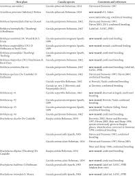 Image result for Berkheya bipinnatifida