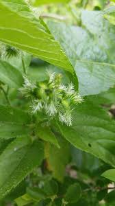 Image result for Tragia brevipes-benthamii-okanyu