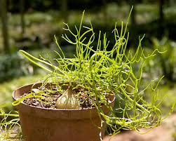 Image result for Bowiea volubilis
