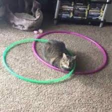 Cat Hula Hoop Venn Diagram Template Memetemplatesofficial