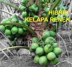 Kesulitan dalam pengendalian dan sedikitnya informasi menjadikan hama pohon kelapa ini cenderung dibiarkan saja dengan potensi yang semakin berbahaya bagi petani dan hasil perkebunan kelapa di indonesia. Kelapa Pandan Mawa Matag Hasil Kacukan Hibrid Bagi Menghasilkan Kelapa Renek Rendah Terbaik Some Bullet For Your Head