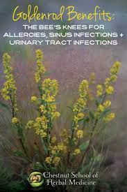 Goldenrod Benefits For Allergies Sinus Infections And Utis