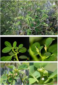 Image result for Euphorbia dawei