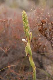 Image result for Satyrium hallackii