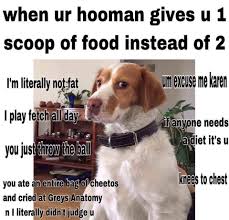 A humble mix of amusing memes, tweets & tumblr posts. Fat Dog Meme