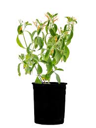 Image result for Justicia striolata