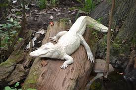 This week we are talking about a relative of the sea turtle: See You Later Alligator Sea Turtle Exploration