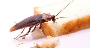 Dixon pest services experience and capabilities in commercial food processing pest management are second to none, and here's why. How To Protect Food Processing Plants From The Terror Of Pests Best Pest Control Services In Delhi Ncr