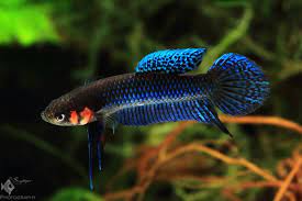 Betta Hendra Is Not A Very Timid Species Of Betta Until You Make A Loud Noise Or Tap The Glass They Don T Mind You Ha Tropical Fish Aquarium Betta Fish Betta