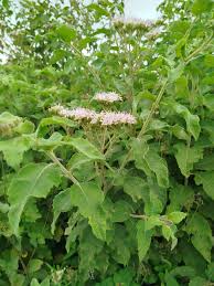 Image result for Massularia