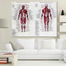 Muscle System Poster Anatomy Chart Human Body Educational Silk Cloth Home Decor