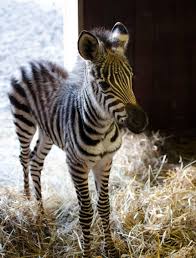 A Gallery Of Cute Baby Animal Pictures My Sister Would Have A Hard Attack If She Found This Sarah Cute Baby Animals Baby Animals Pictures Cute Animal Pictures