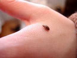 How To Get Rid Of Bed Bugs Rid Of Bed Bugs Bed Bugs Treatment Bed Bug Bites